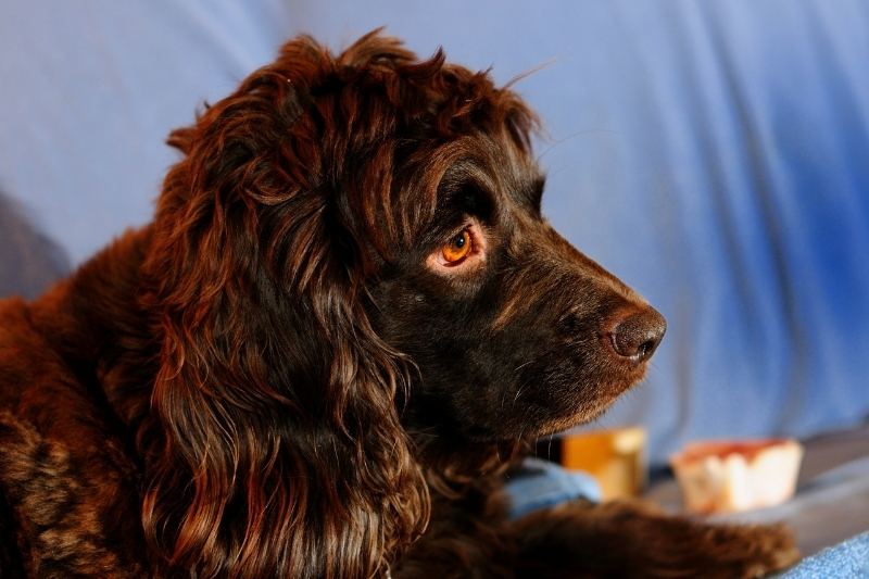 boykin spaniel amber eyes