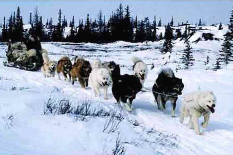 canadian eskimo dog snow