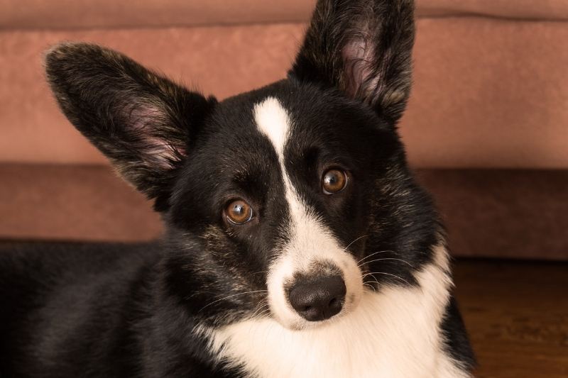 cardigan welsh corgi eyes