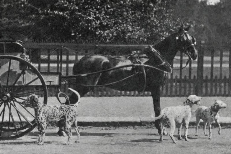 What are carriage and coach dogs?