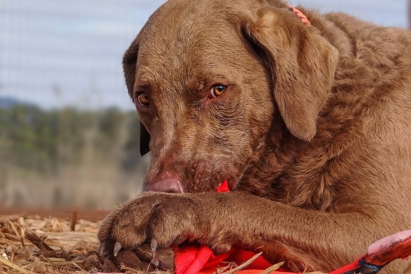 chesapeake bay retriever eyes