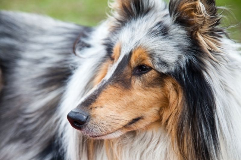 collie tricolored dog breed
