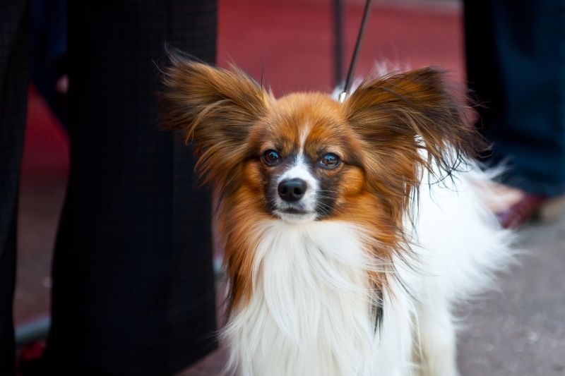 continental toy spaniel three colors