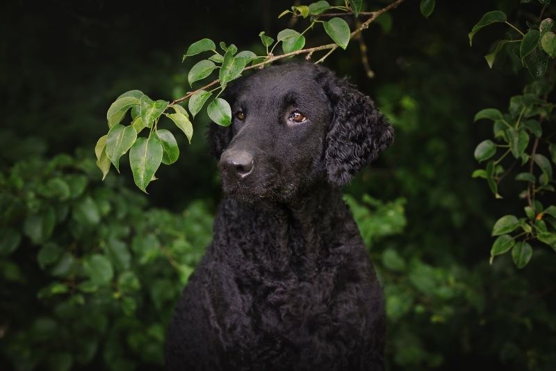 curly coated retriever eyes