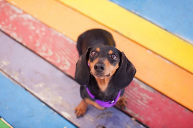 dachshund looking up