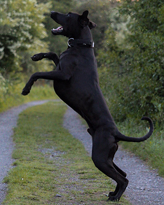 doberman great dane mix