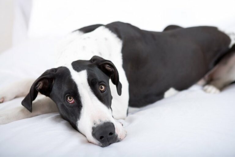 The 10 best dog beds for a Great Dane