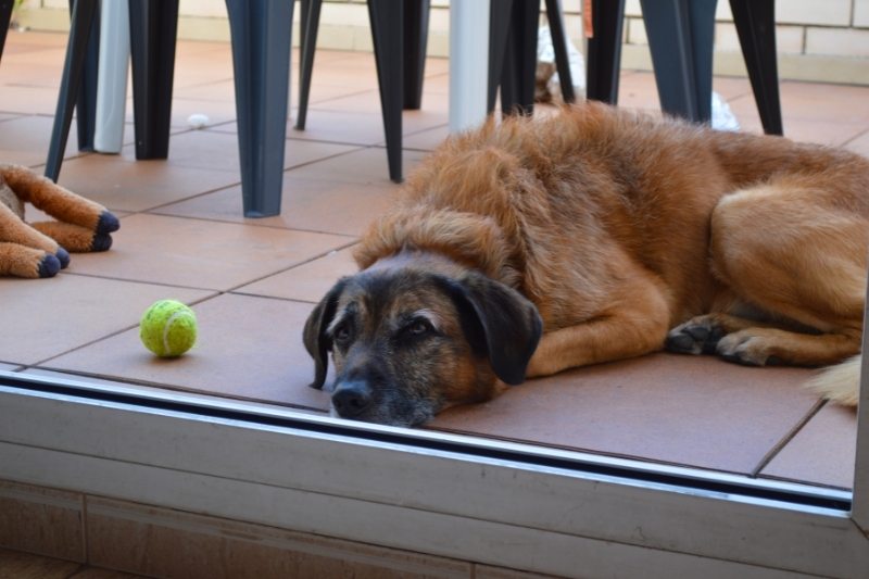 dog bored on floor