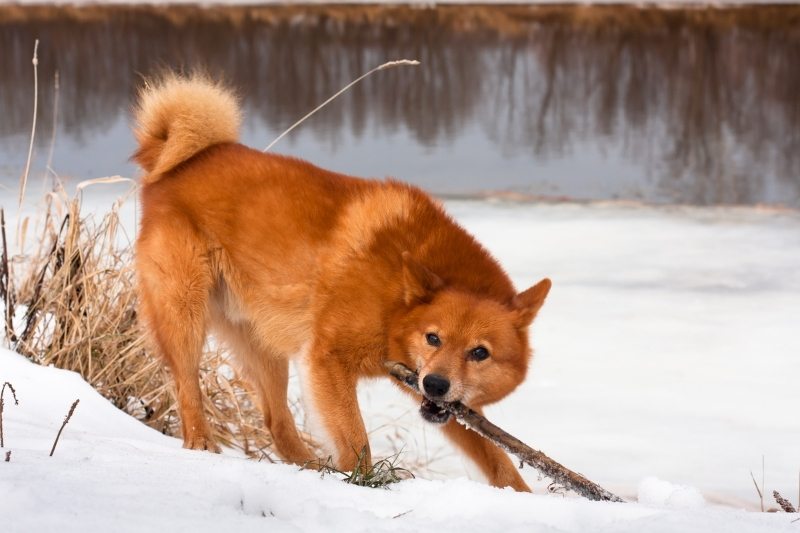 8 dogs that look like foxes