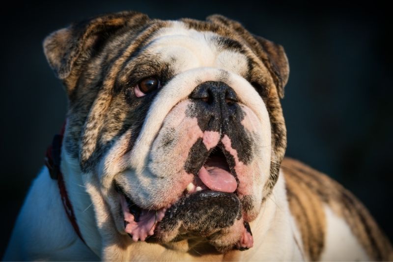 english bulldog tricolored