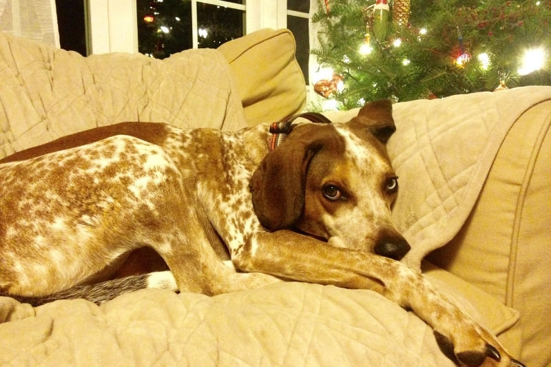 english coonhound on couch