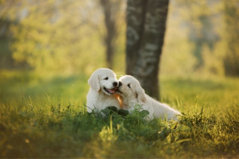 golden retriever historia