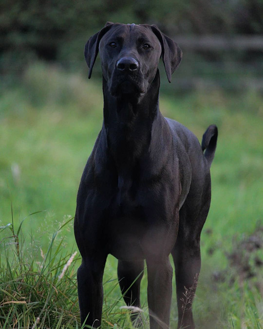 great dane doberman mix