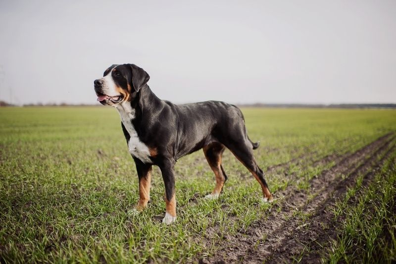 greater swiss mountain dog standing up