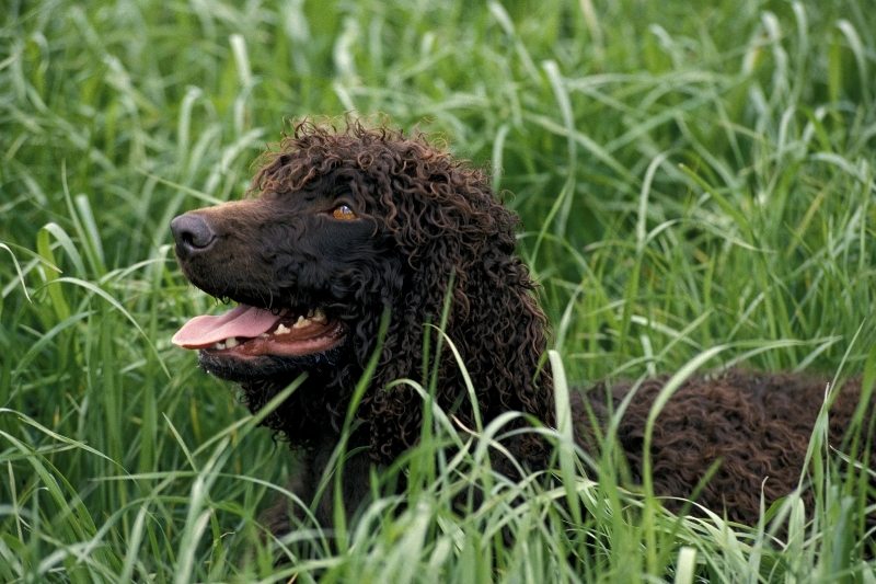 irish water spaniel grass