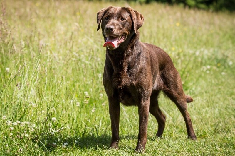 labrador de pie