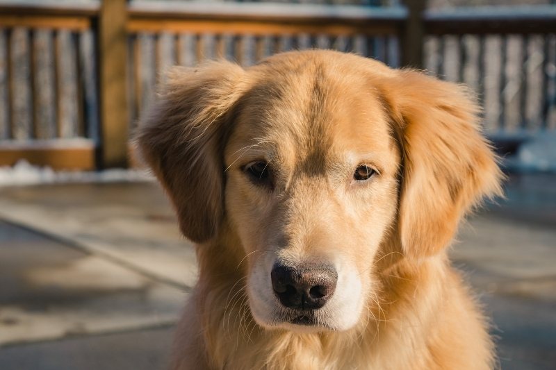 La historia y el origen del Golden Retriever