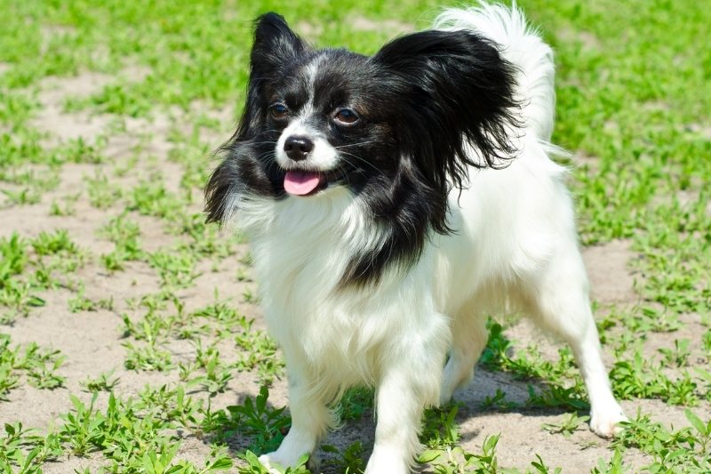 papillon smiling dog