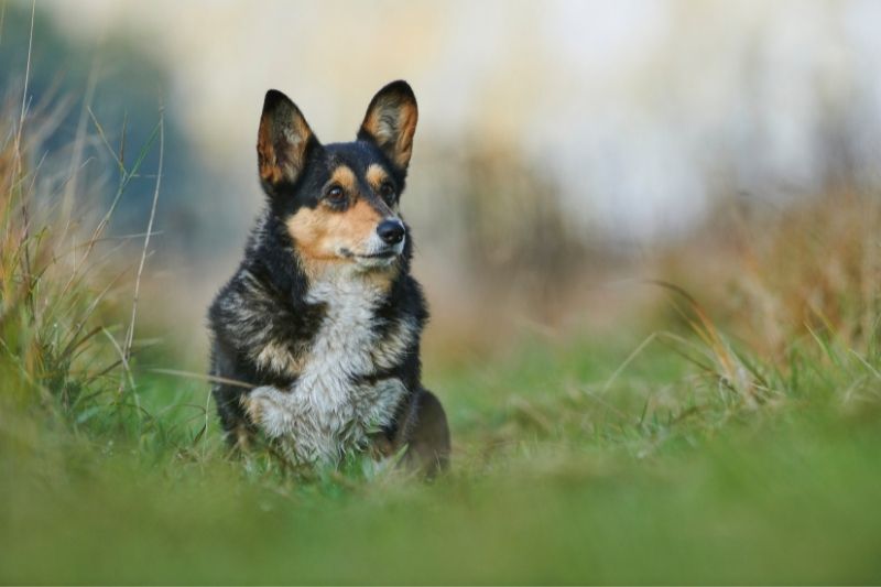 pembroke corgi brown black white