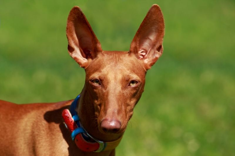 pharaoh hound amber eyes