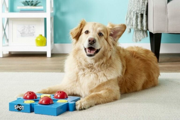 Los 10 mejores puzzles y rompecabezas para perros