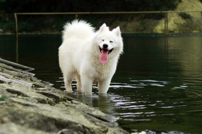 samoyedo perro grande