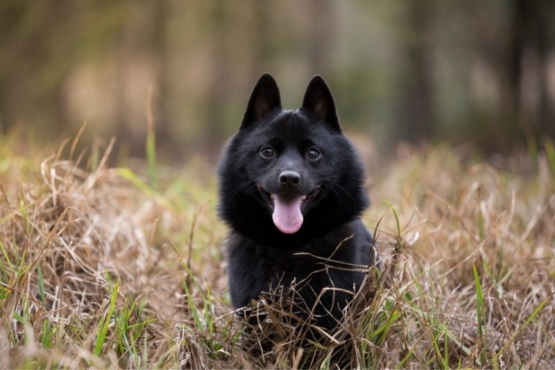 schipperke dans un champ