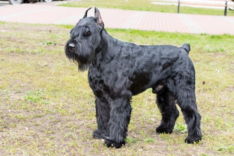 schnauzer gigante perro