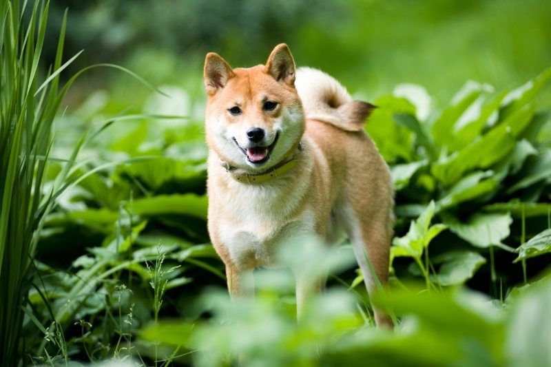 shiba inu chien qui ressemble à un renard