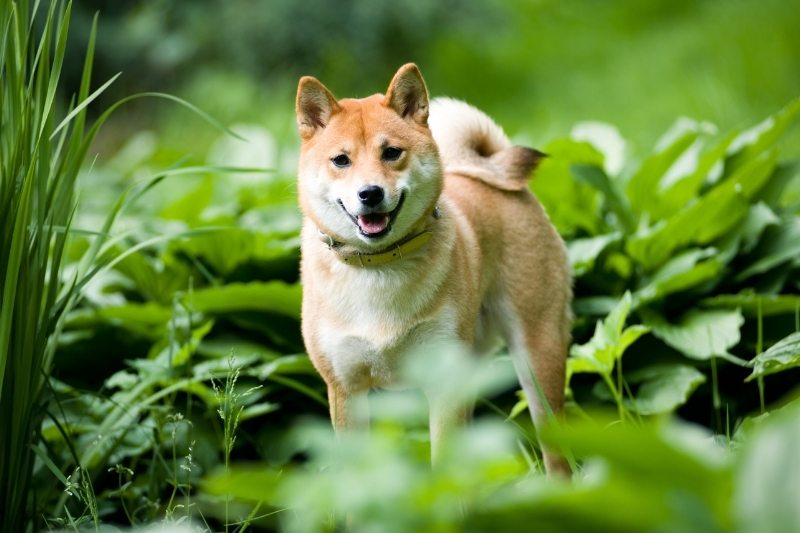 shiba inu fox dog