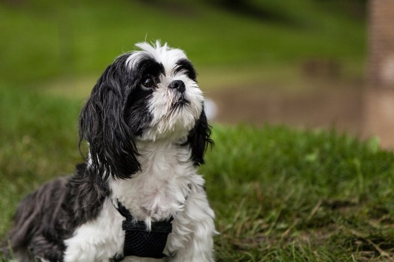 shih tzu best dogs to have in college