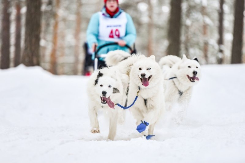The 10 best sled dog breeds