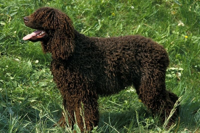 spaniel irlandes en cesped