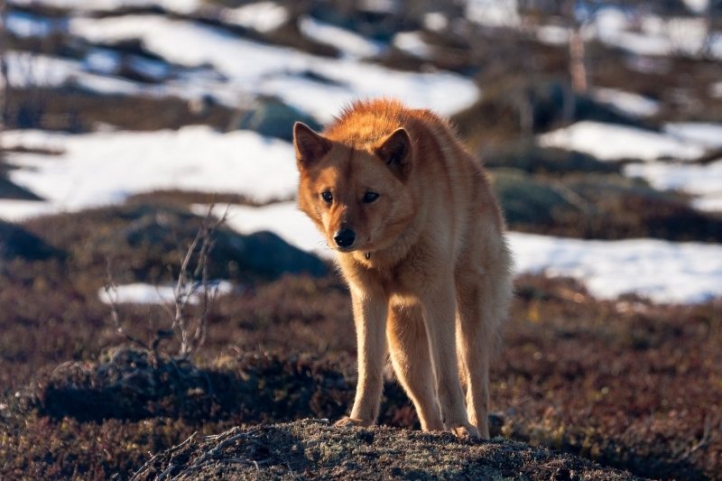 spitz finlandais qui marche