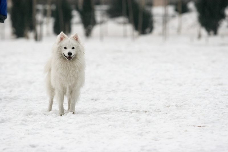 spitz japonais chien renard