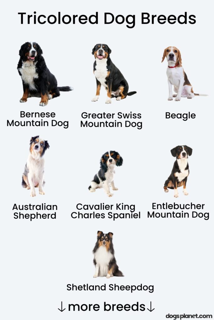 tricolored dog breeds
