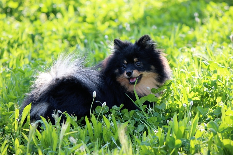 tricolored pomeranian