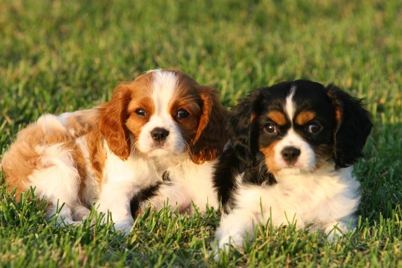 two cavalier king charles spaniels