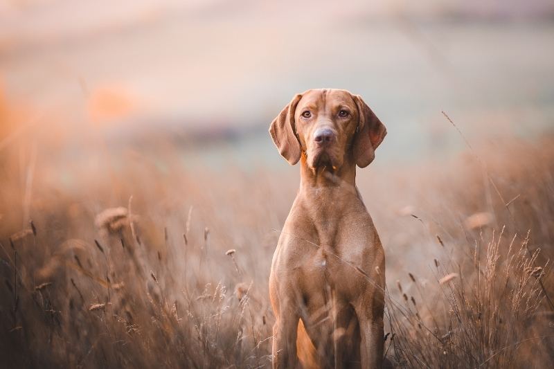 vizla sitting