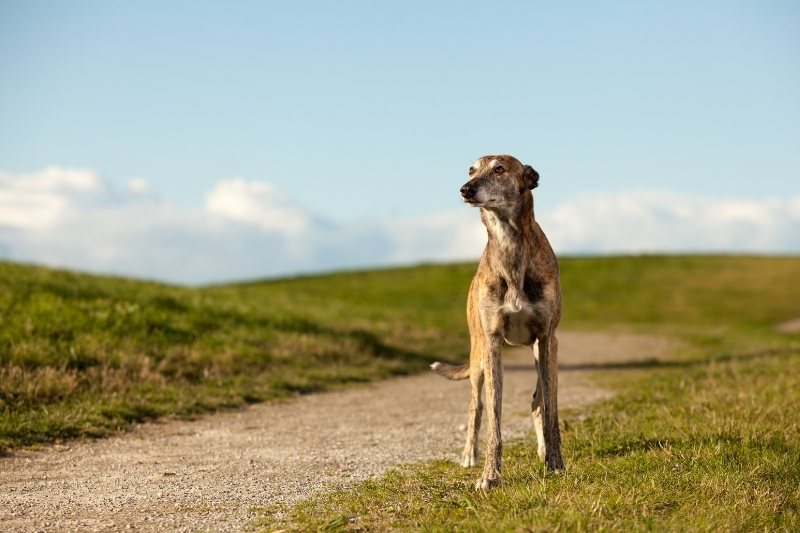 whippet standing up