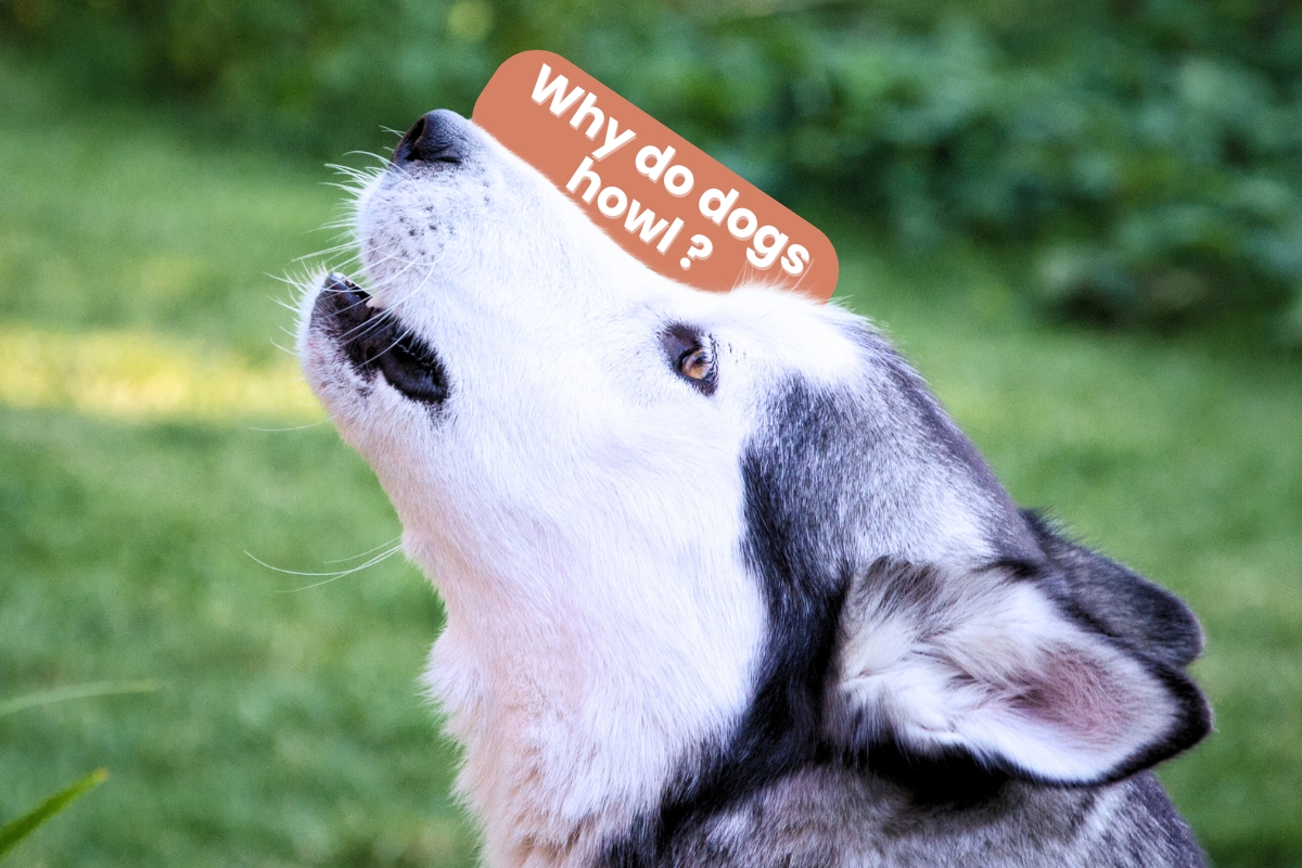 why do dogs howl