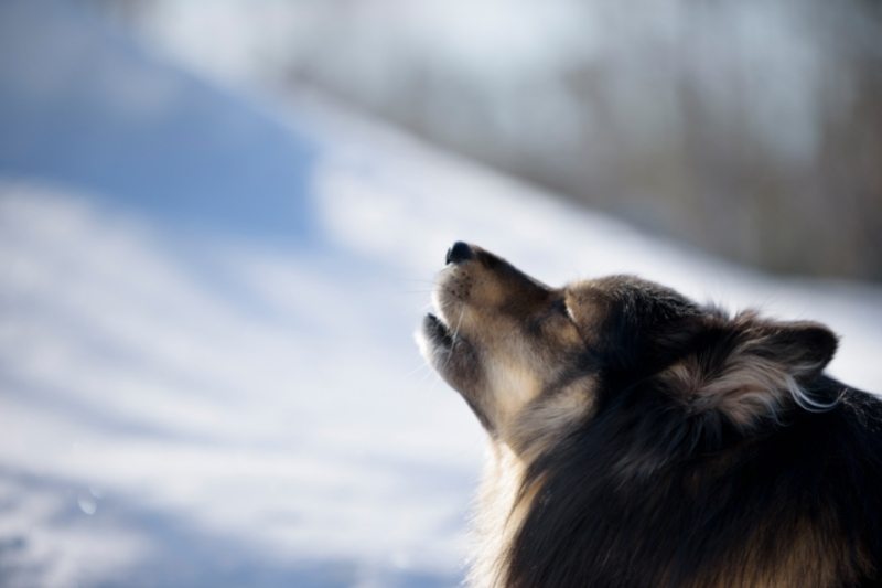 Why do dogs howl?