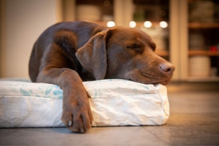 Why do dogs sleep so much?