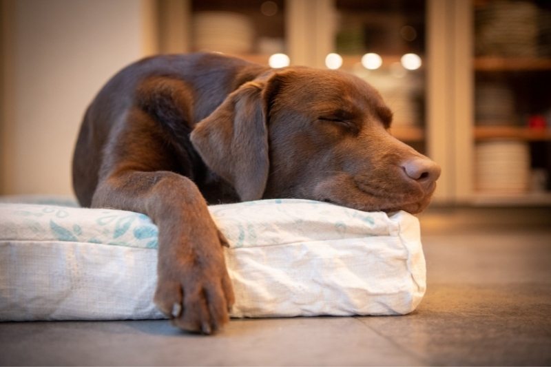 why do dogs sleep so much