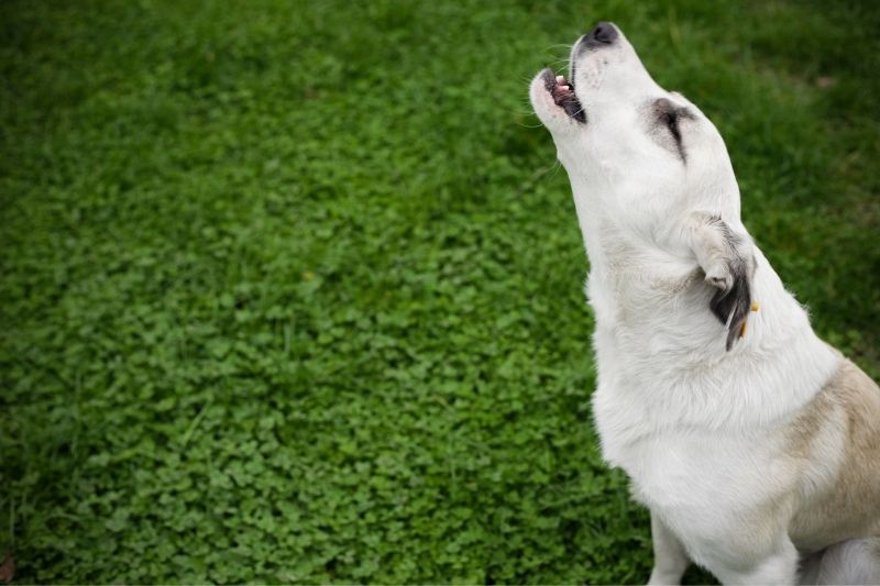 why is my dog howling