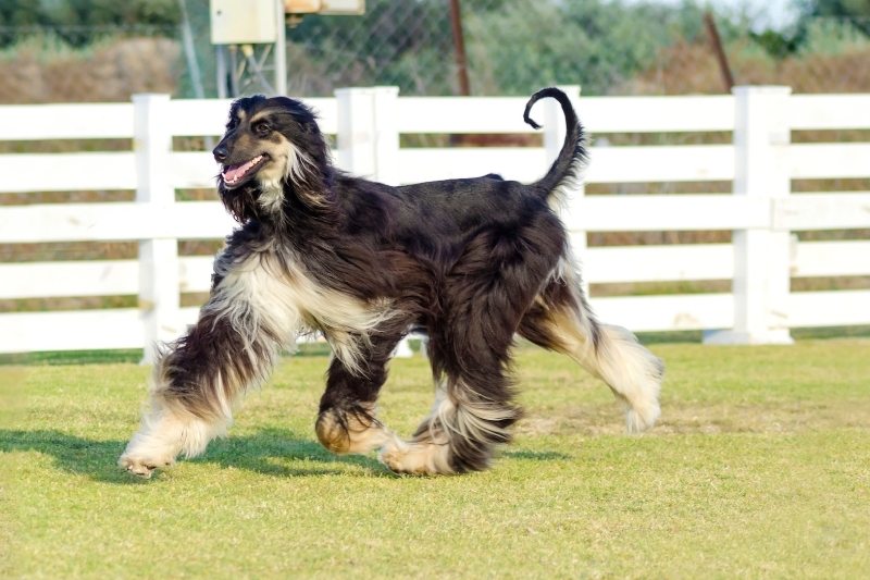 afghan hound fast