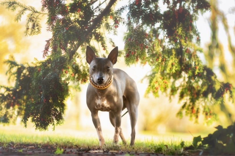 american hairless terrier