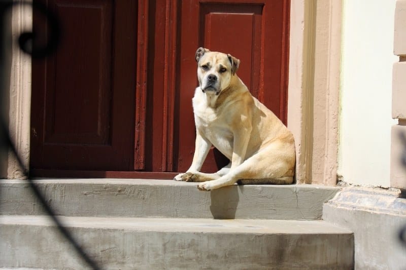 american staffordshire terrier guarding a house