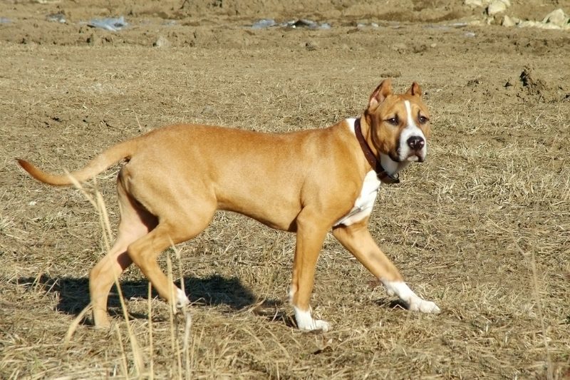 american staffordshire terrier vigilando