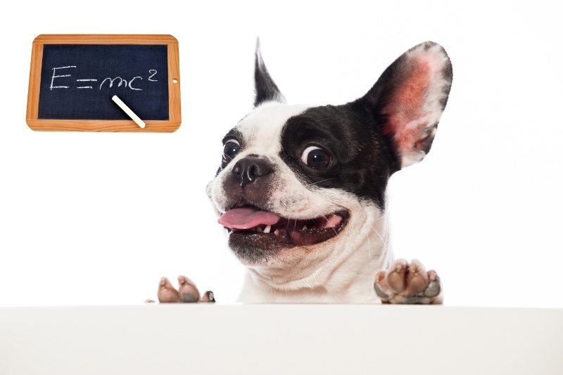 Are French Bulldogs smart? How intelligent are they?